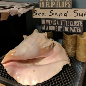 Real conch shell